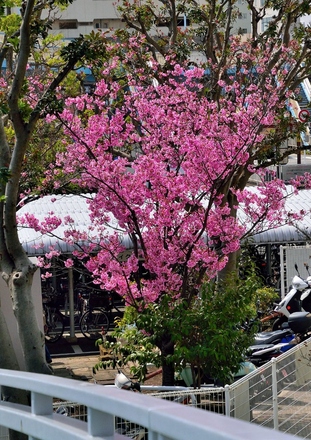 磯子駅前の桜