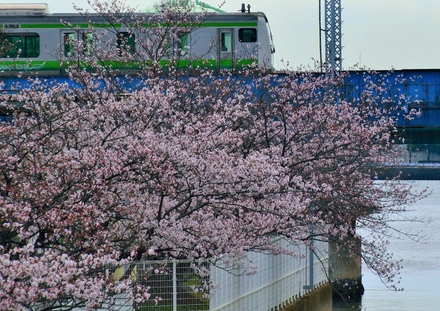堀割川河口付近の桜