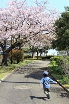 新杉田公園の桜