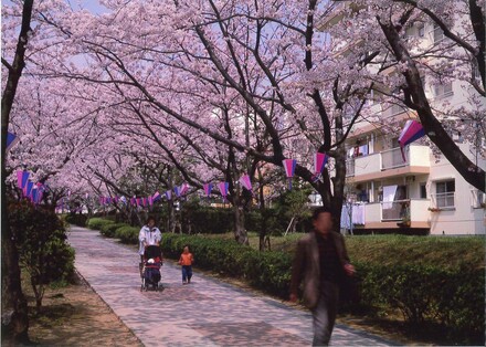 洋光台北団地の桜