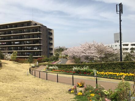 ブリリアシティ横浜磯子 セントラルガーデンの桜