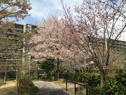 ブリリアシティ横浜磯子 パノラマガーデンの桜