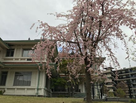 ブリリアシティ横浜磯子 貴賓館の桜