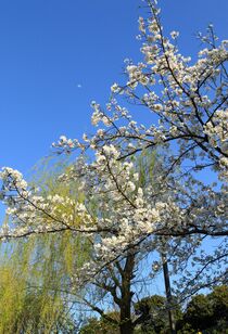 杉田川ふれあい散歩道の桜
