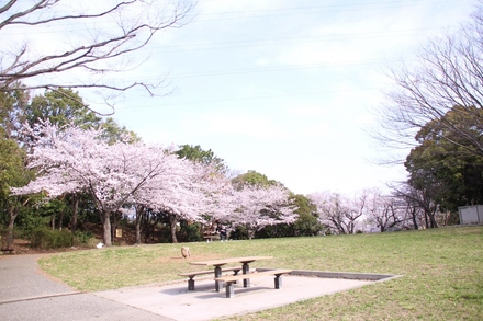 洋光台駅前公園の桜