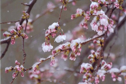 汐見台２丁目の桜