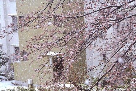 汐見台２丁目の桜