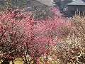 岡村公園の梅の写真