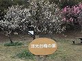 洋光台西公園の梅の写真