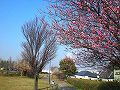 杉田梅林ふれあい公園の梅の写真