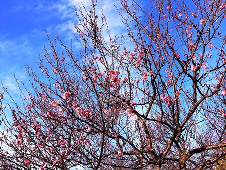 Ciruela de Yokodai Nishi el parque