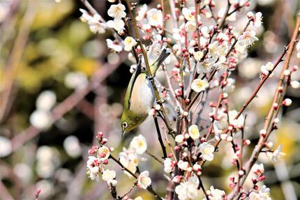 Plums from Yokodai Nishi Park