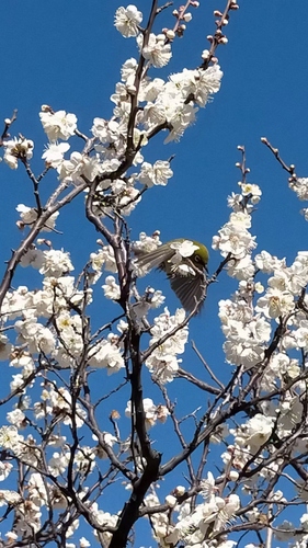 Plums from Yokodai Nishi Park