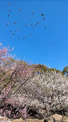 Ciruela de Yokodai Nishi el parque