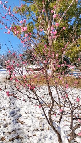 Plums from Yokodai Nishi Park