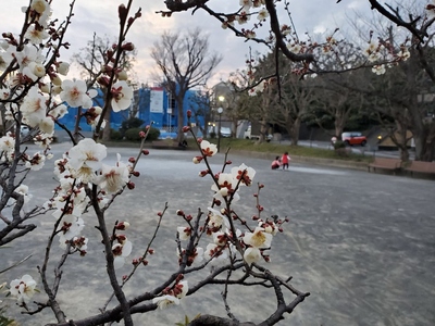 洋光台三丁目西公園の梅の写真