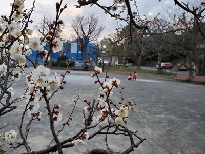 Fotografía de la ciruela de 3, Yokoudai Nishi Parque