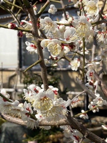 妙法寺の梅