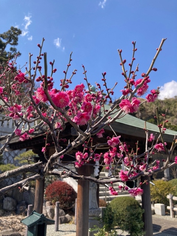 Plums of Myoho-ji Temple