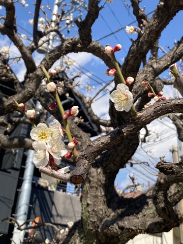 Plums near Sugita Hachimangu Shrine