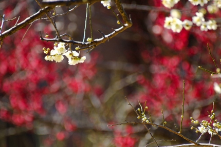 Plum of Okamura Bairin