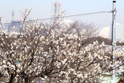 오카무라 공원의 매화