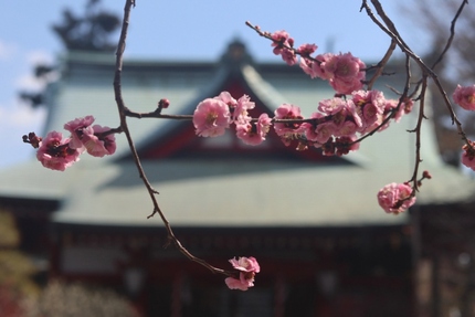 岡村天満宮の梅