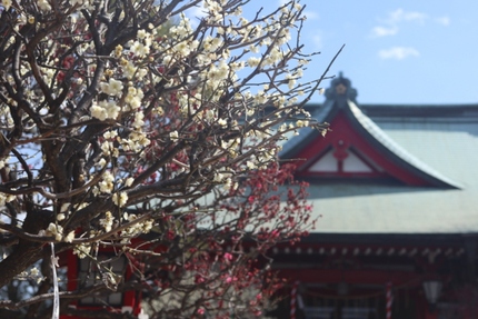 岡村天満宮の梅