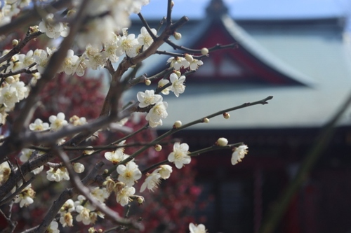 Hoa mận ở đền Okamura Tenmangu