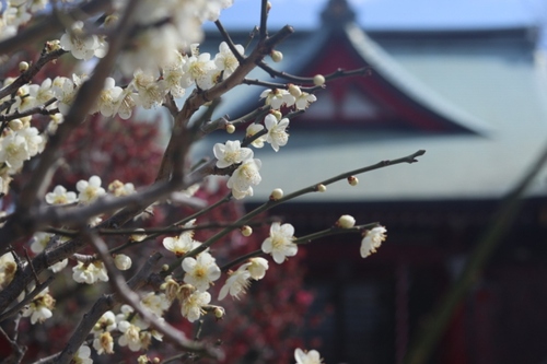 岡村天満宮の梅