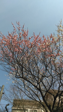 杉田善一公園の梅