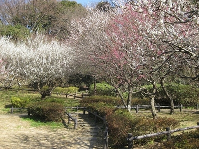 岡村公園の梅