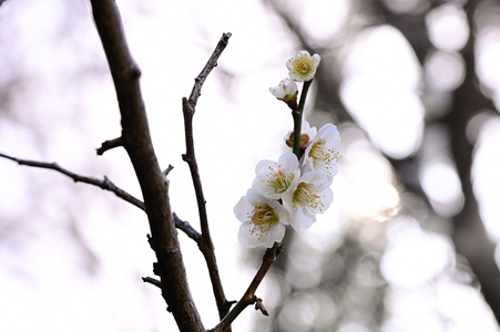 岡村公園の梅