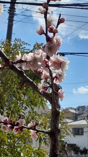 El barrio de chome de Moriroku