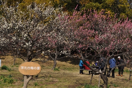 洋光台西公園の梅