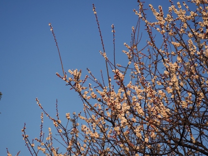 Plums near Isogo 3-chome