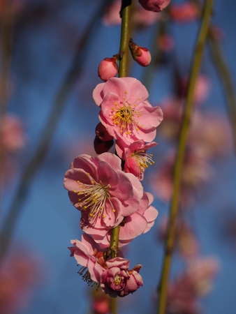 Plums near the industrial road