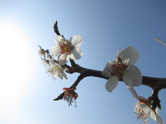 久良岐公園の梅