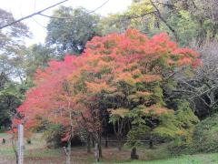 Fotografía de hojas coloreadas