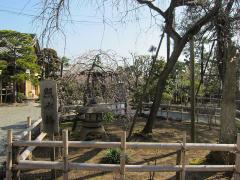 Introducción de Myoho-ji Templo fotografía 2