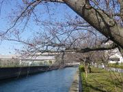 大岡川分水路河畔プロムナードの桜写真2