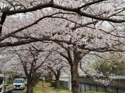 Es la cereza florece fotografía 3 del canal amontona de un paseo del río para gran Okagawa