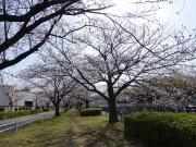 大岡川分水路河畔プロムナードの桜写真1