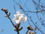 大岡川分水路河畔プロムナードの桜写真4