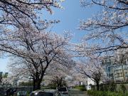 大岡川分水路河畔プロムナードの桜写真3