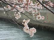大岡川分水路河畔プロムナードの桜写真1