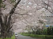 大岡川分水路河畔プロムナードの桜写真2