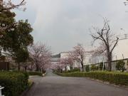 大岡川分水路河畔プロムナードの桜写真4