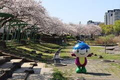 地蔵原の桜の様子