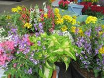 いろいろな花苗